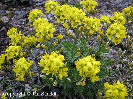 Draba lasiocarpa, leivonkynsim